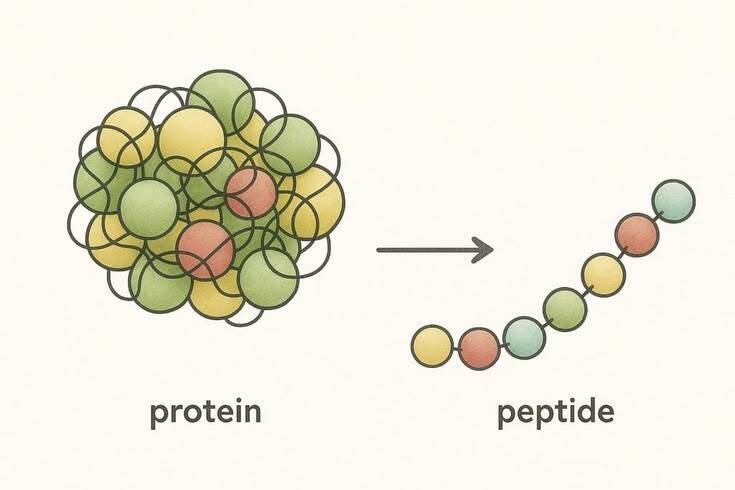 peptide hubs elevates global research standards with launch of six precision peptides